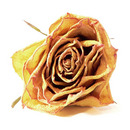 Rose 006